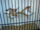Bengalese.Fawn.white.jpg (405182 bytes)