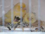 Buff canary hen + chicks.sml.jpg (37991 bytes)