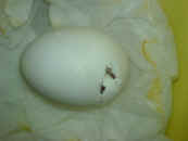 Egg. 1.jpg (35050 bytes)