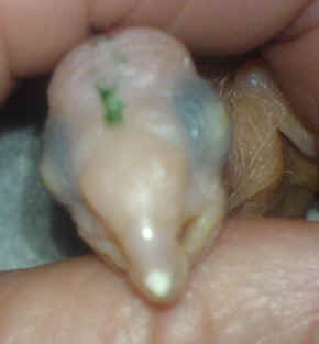 Chicken Egg Tooth