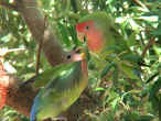 PeachFcd L.birds.jpg (55685 bytes)