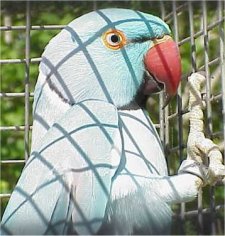 Male Blue Split Cinnamon Mutation of the Indian Ringneck Parakeet