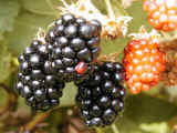 blackberries.jpg (31128 bytes)