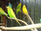 Budgies.sml.jpg (46838 bytes)