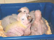 HPIM0166baby cockatoo & greys.sml.jpg (65471 bytes)