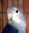 young.blue.L.bird.jpg (4094 bytes)